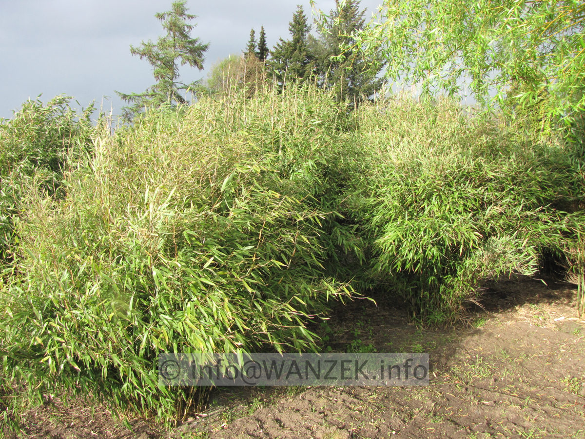 Fargesia 2,5x2,5m-3,5m.JPG